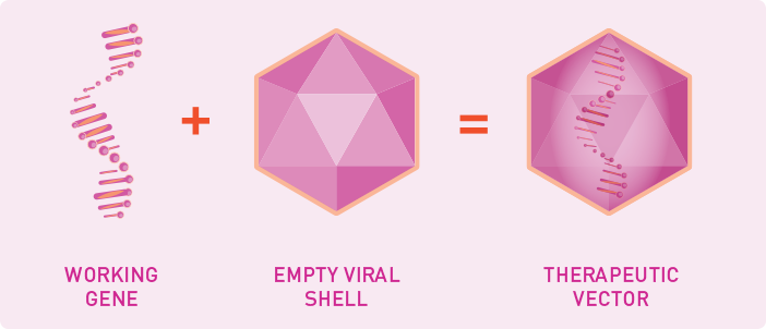 Diagram: Working Gene + Empty Viral Shell = Therapeutic Vector